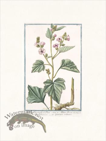 Bonelli 046 Marsh mallow